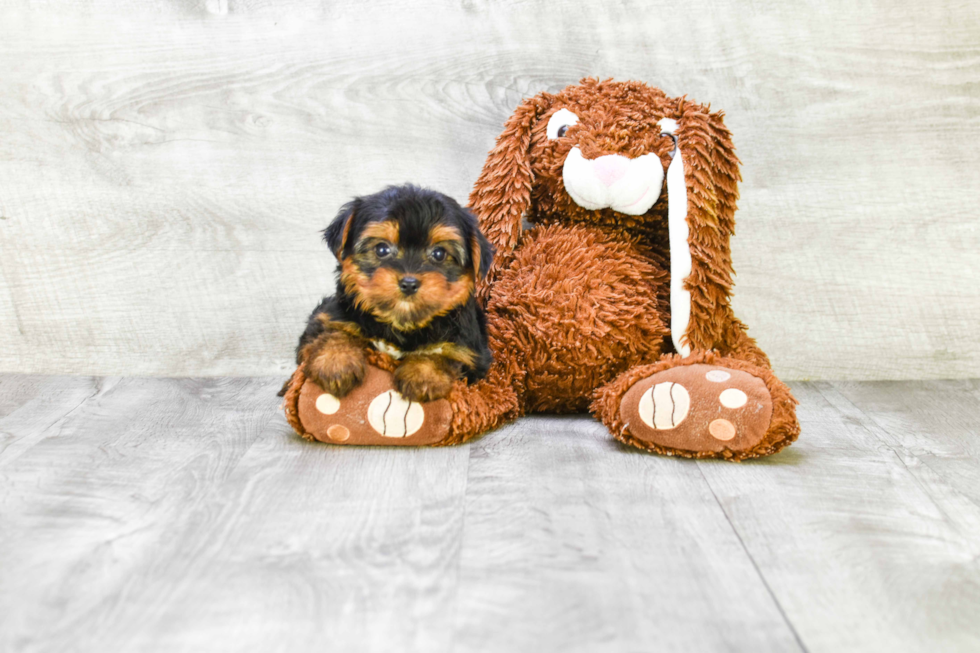 Meet Bella - our Yorkshire Terrier Puppy Photo 