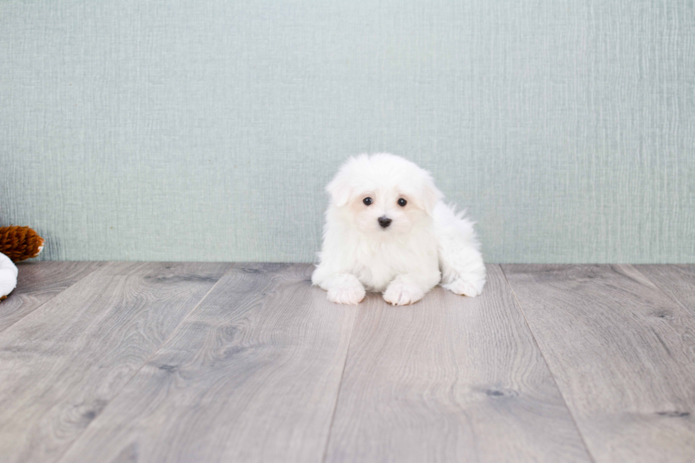 Fluffy Maltese Purebred Puppy