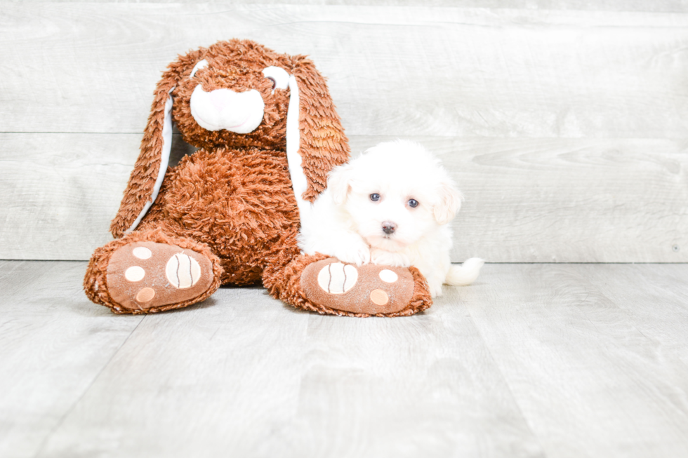 Small Havanese Baby