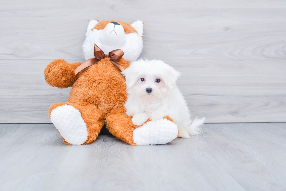 Friendly Maltese Purebred Pup