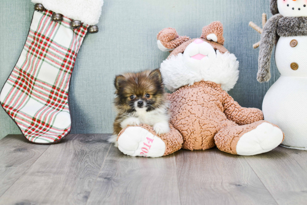 Pomeranian Pup Being Cute