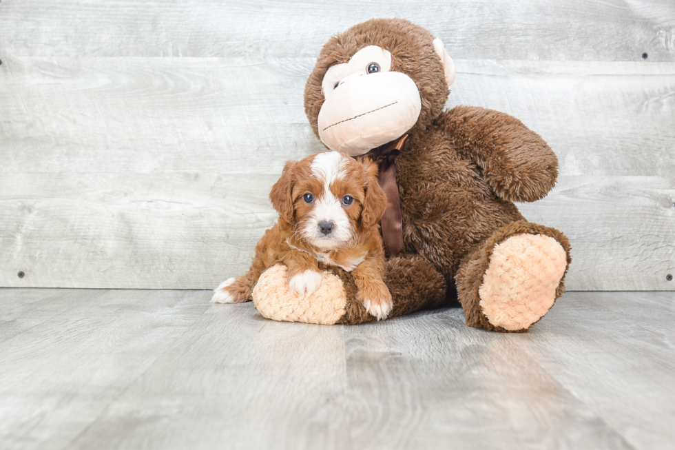 Smart Cavapoo Poodle Mix Pup