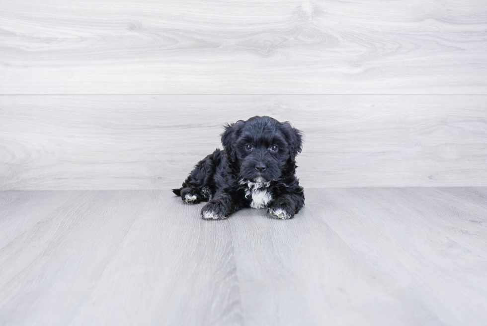 Happy Mini Bernedoodle Baby