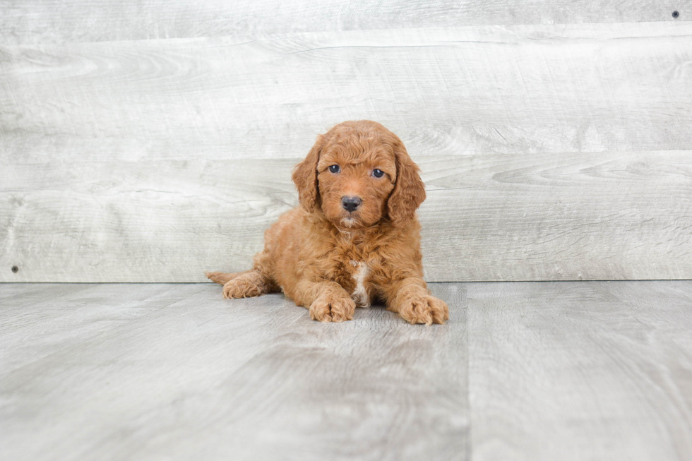 Funny Mini Goldendoodle Poodle Mix Pup