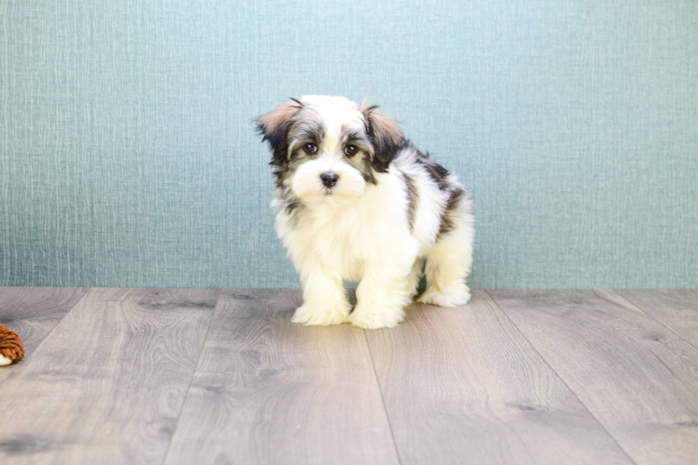 Havanese Pup Being Cute