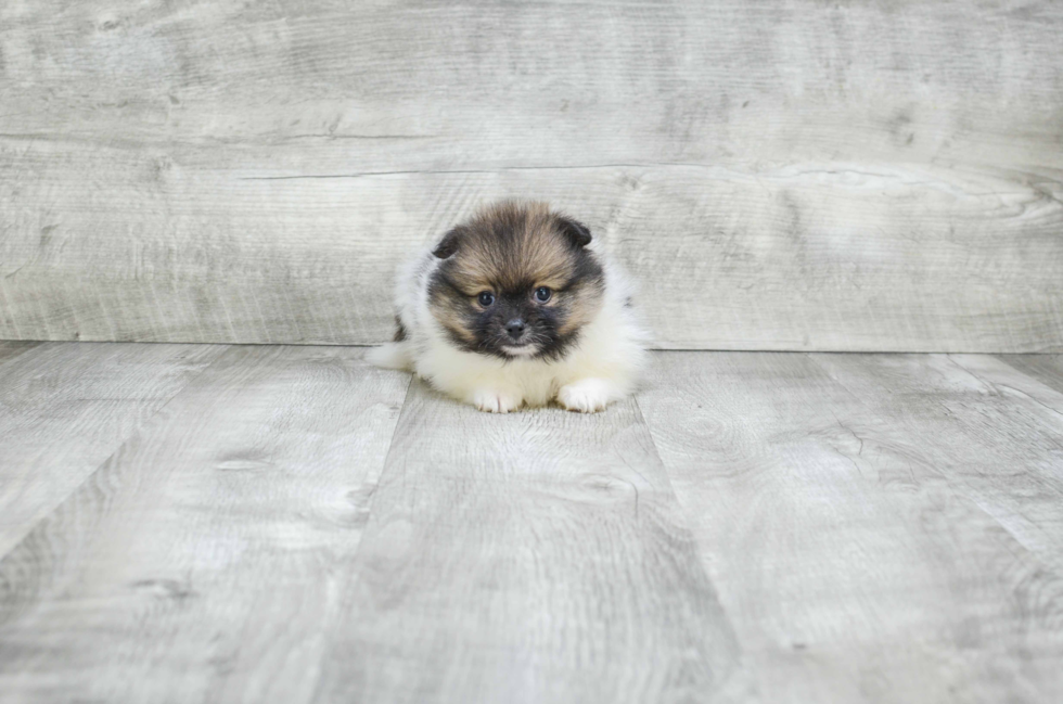 Happy Pomeranian Purebred Puppy