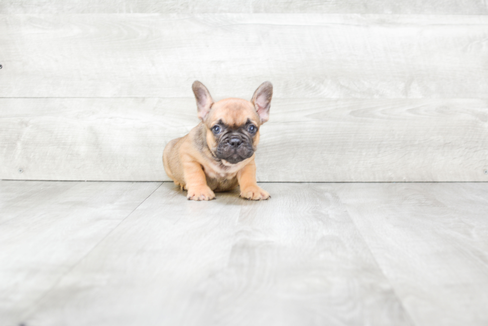 French Bulldog Pup Being Cute