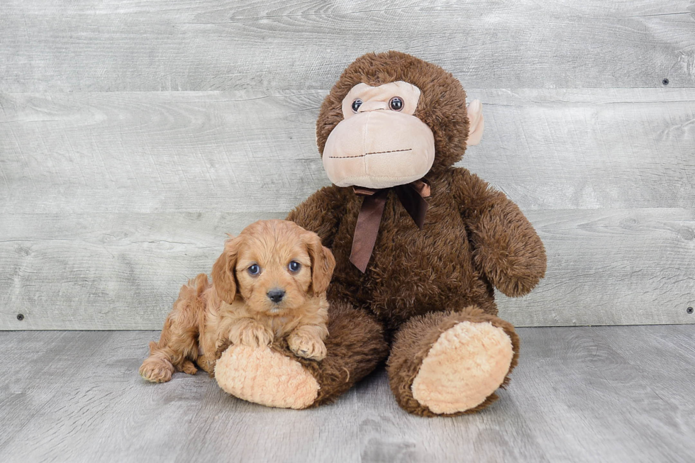 Cavapoo Puppy for Adoption