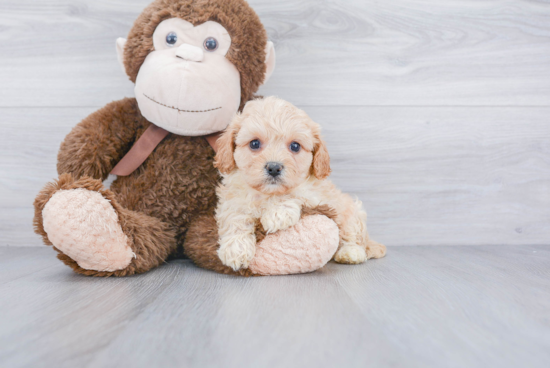 Cavachon Pup Being Cute