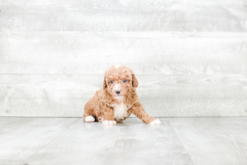 Cavapoo Puppy for Adoption