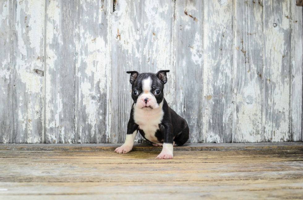 Playful Boston Terrier Baby