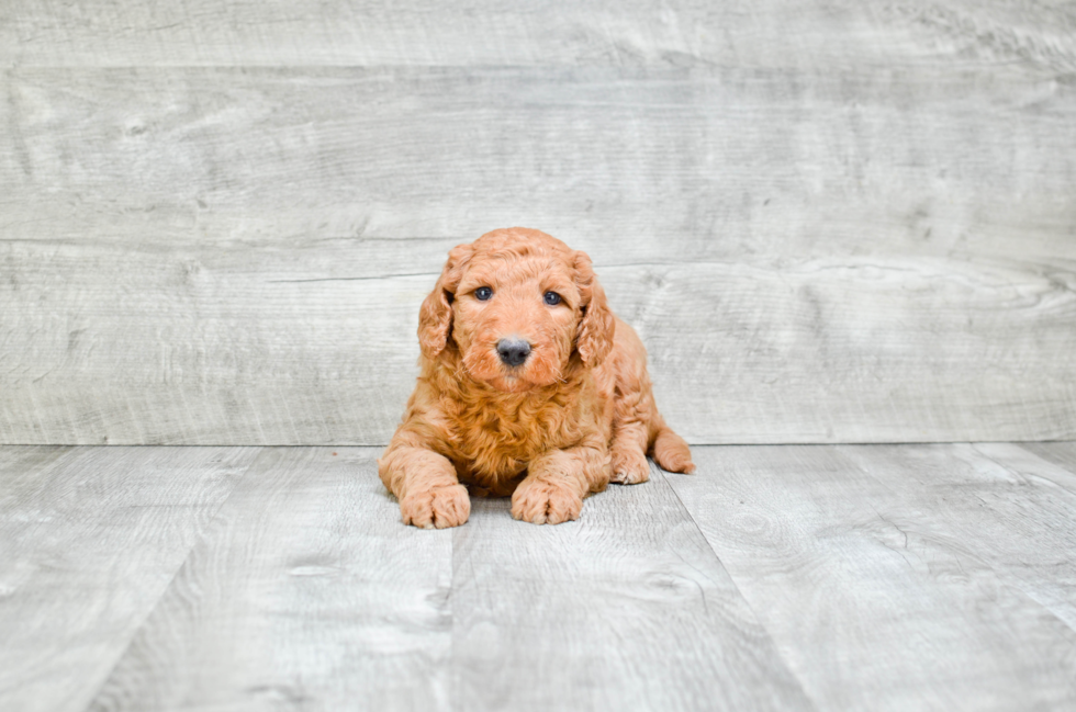 Sweet Mini Goldendoodle Baby