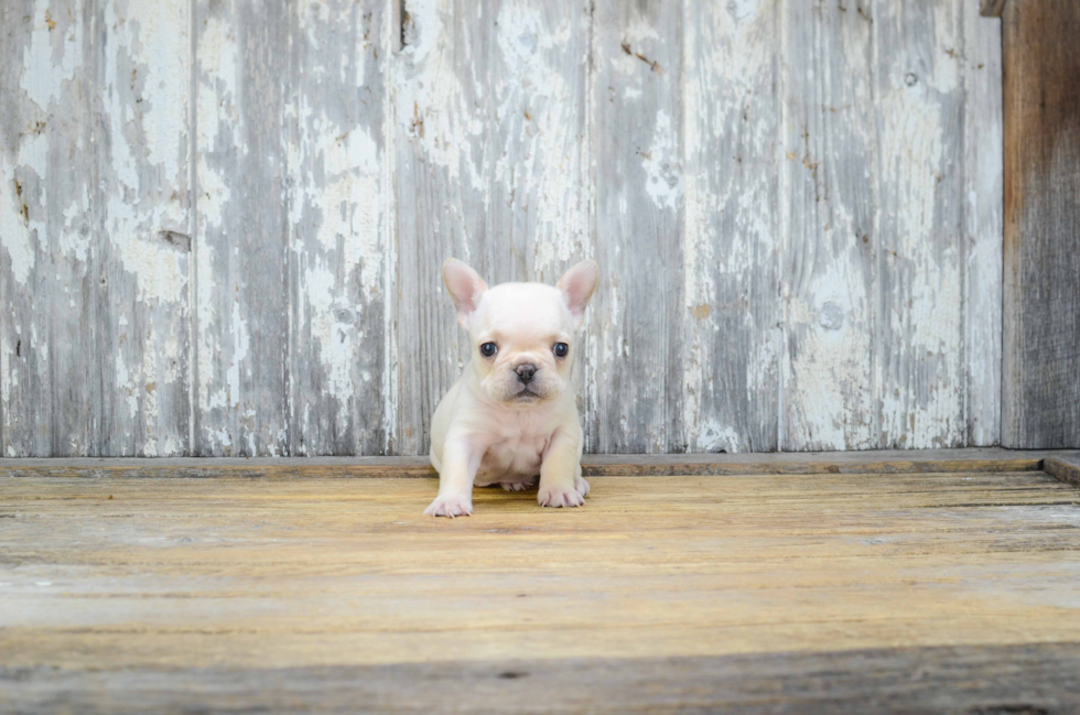 Small French Bulldog Baby