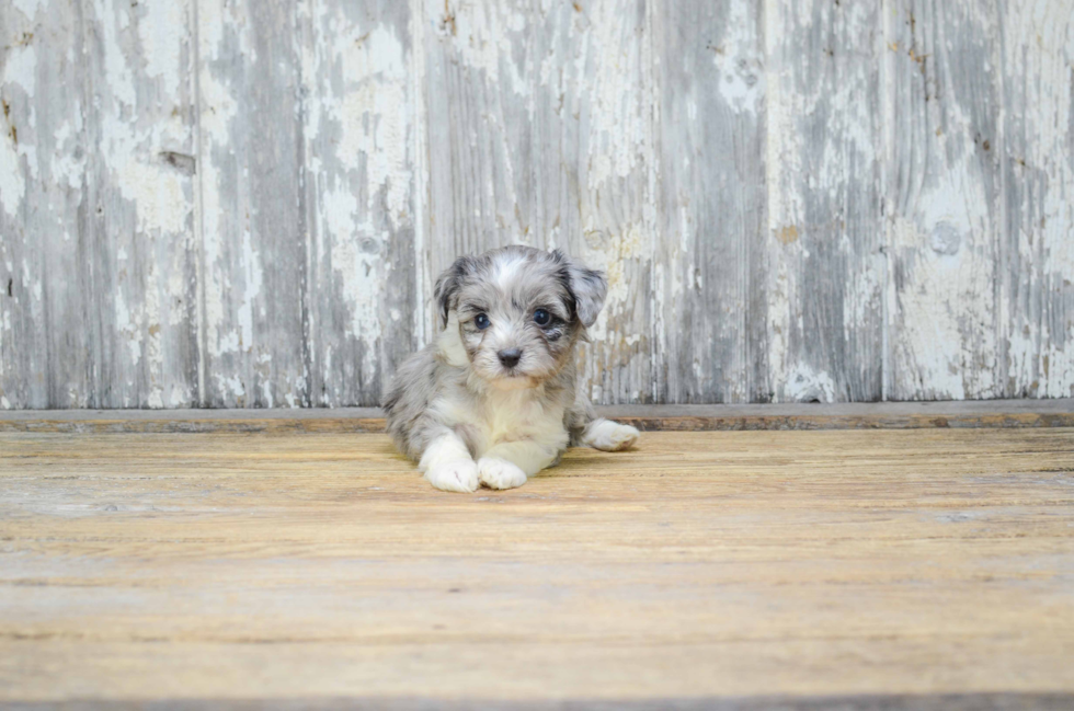 Funny Mini Aussiedoodle Poodle Mix Pup