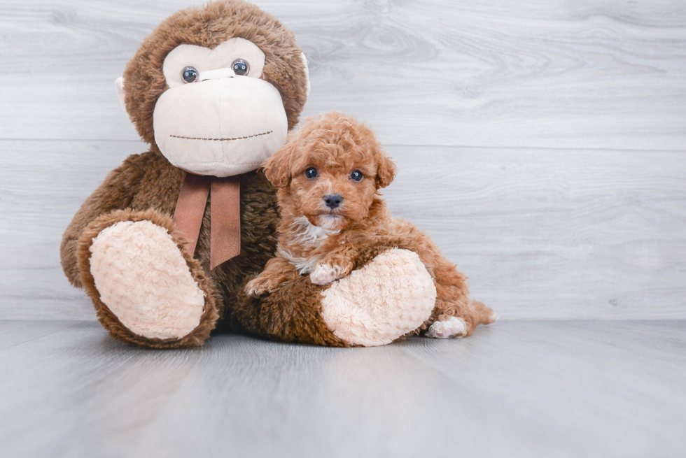 Energetic Cavoodle Poodle Mix Puppy