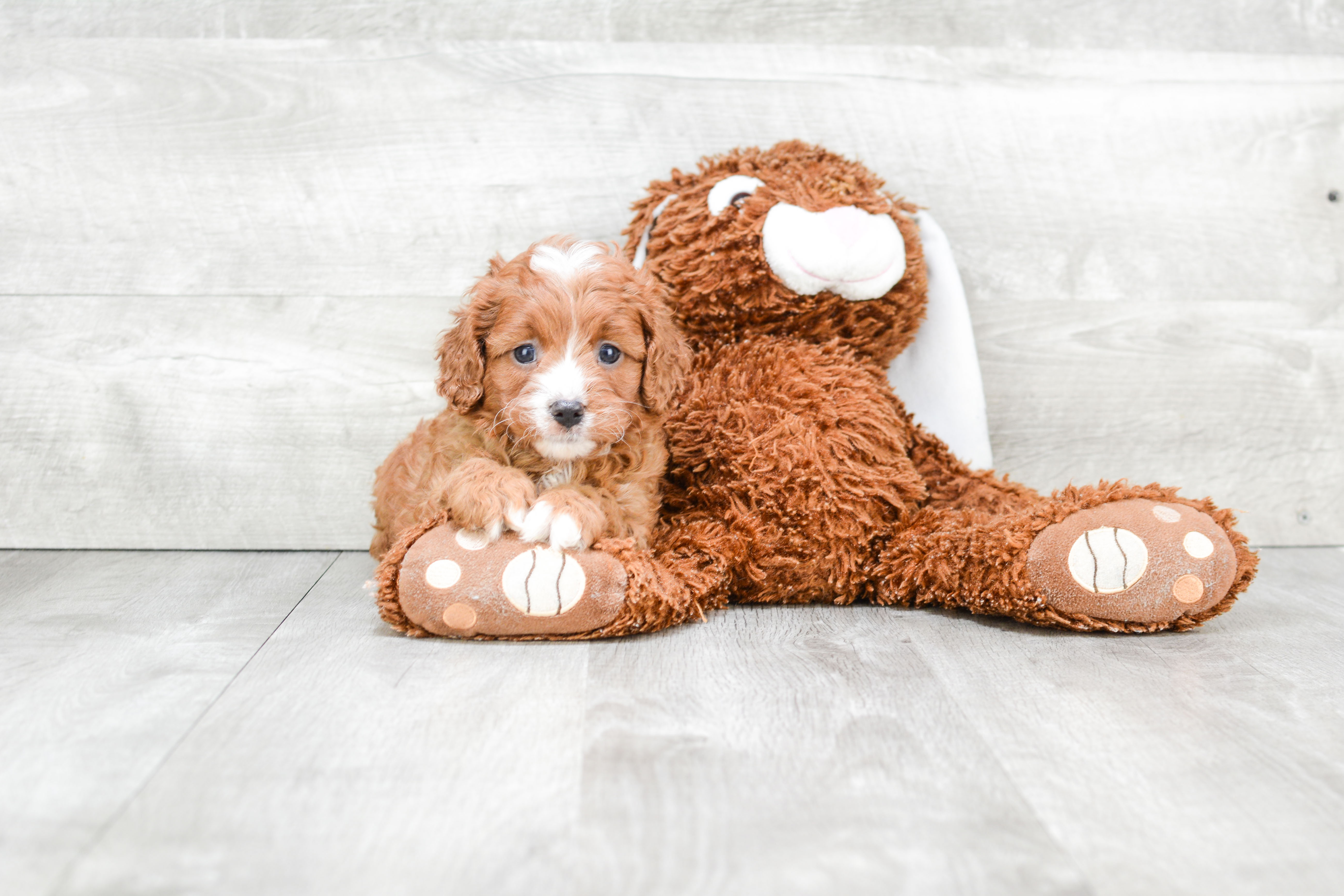 Friendly Cavapoo Baby