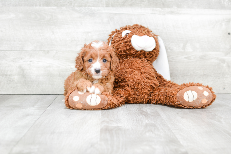 Friendly Cavapoo Baby