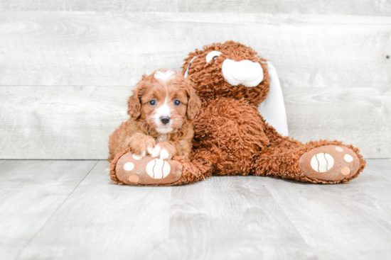 Friendly Cavapoo Baby