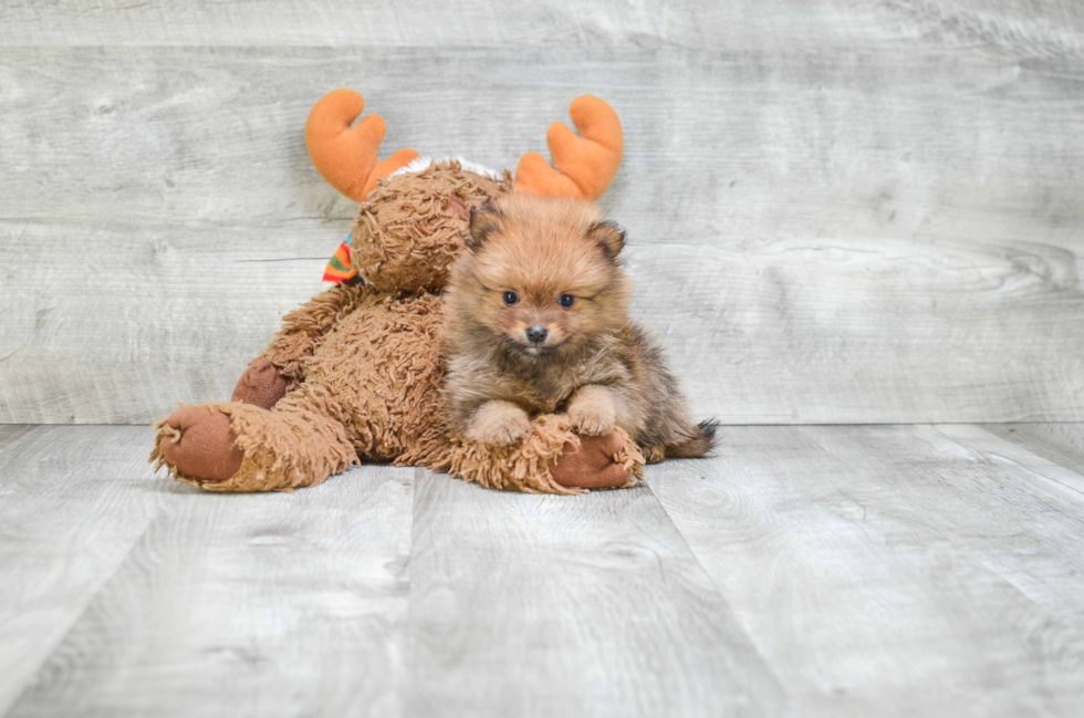 Pomeranian Pup Being Cute