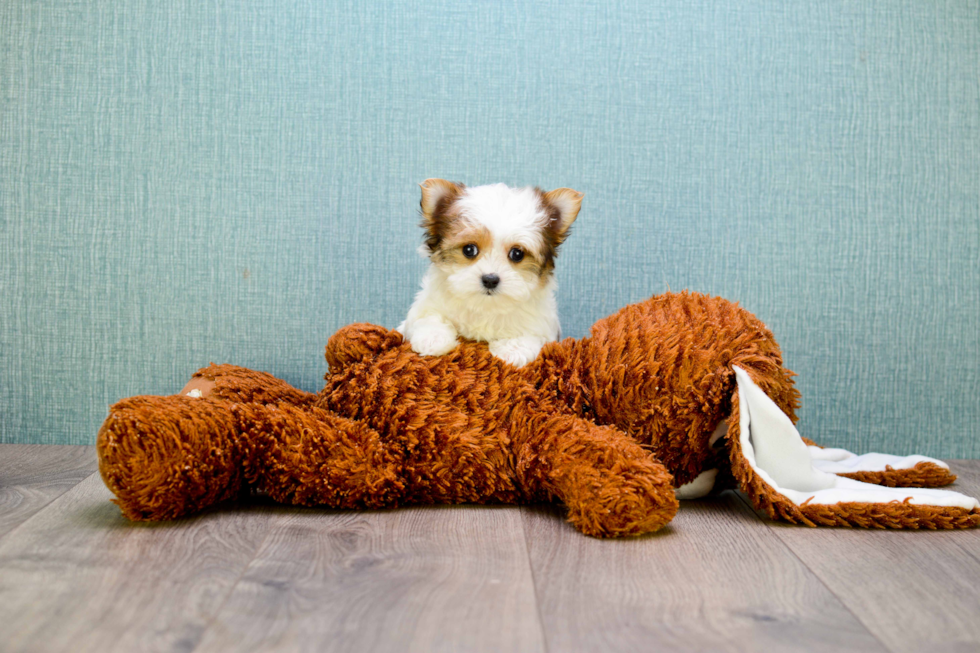 Energetic Yorkie Designer Puppy