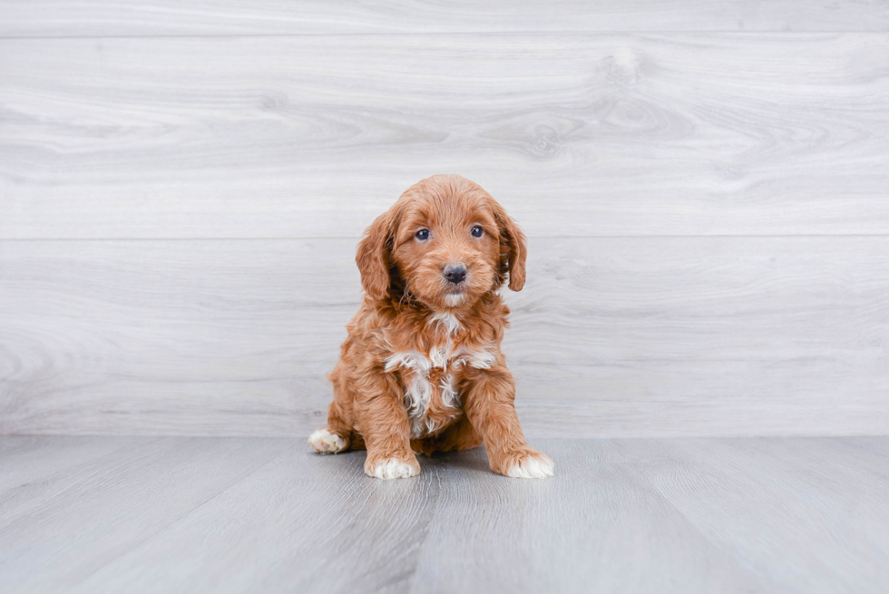 Mini Goldendoodle Puppy for Adoption