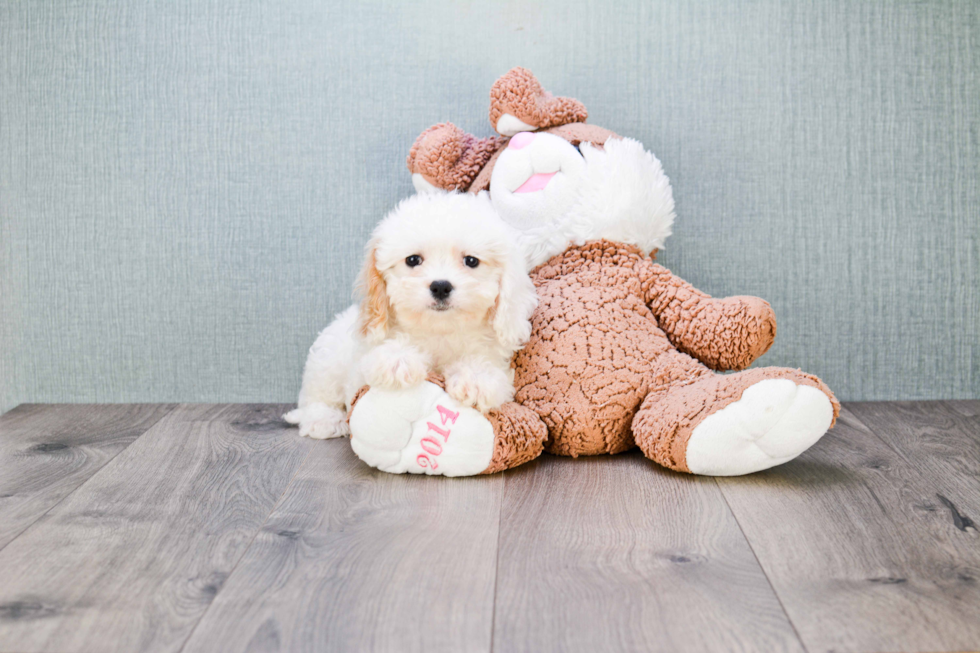 Cavachon Pup Being Cute