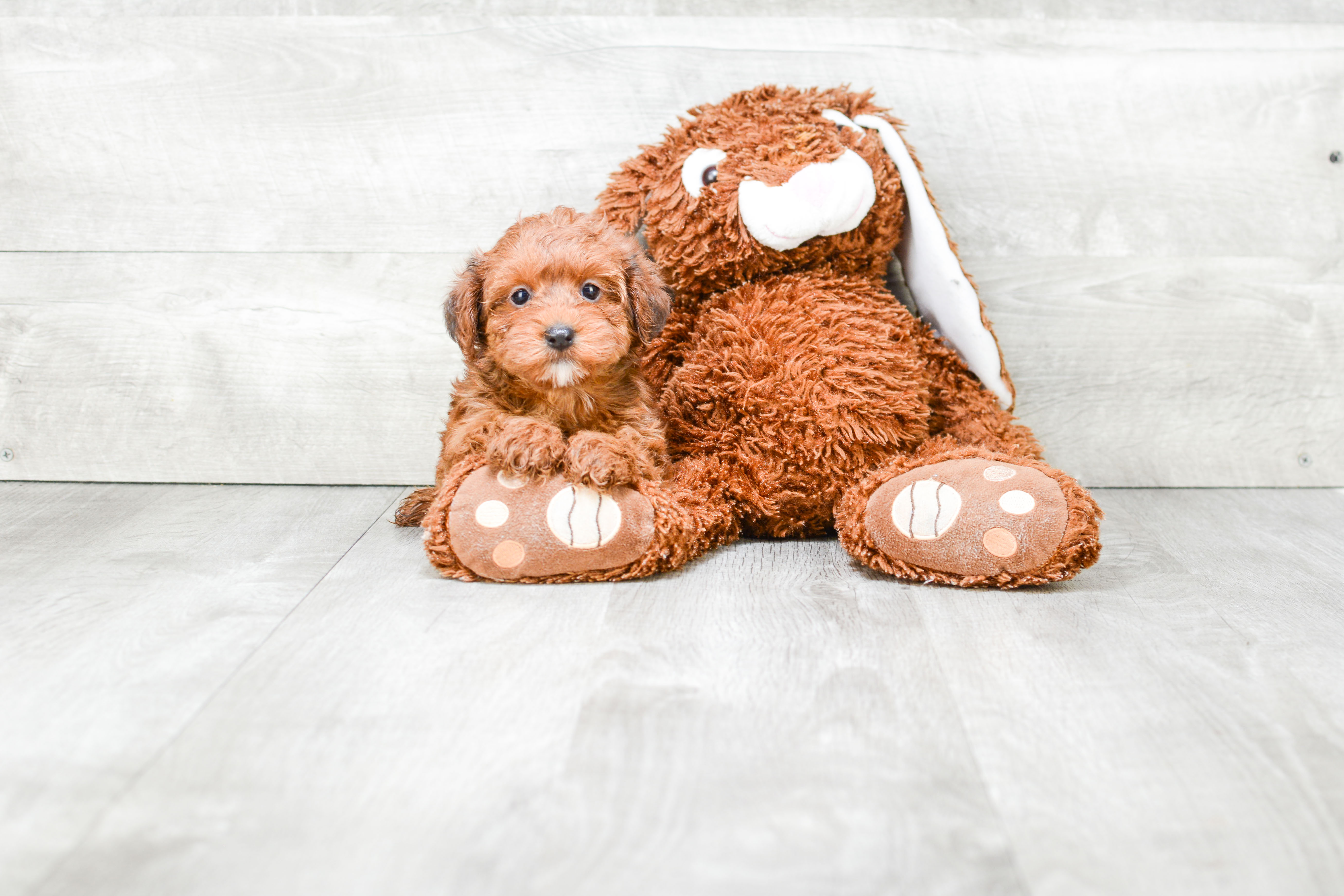 Best Yorkie Poo Baby