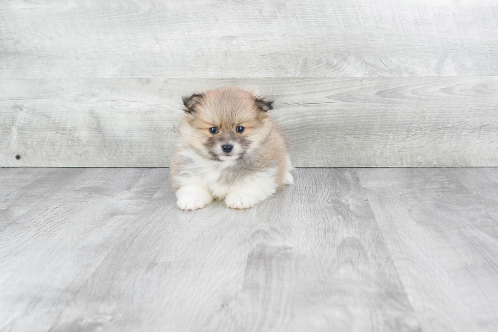 Popular Pomeranian Purebred Pup