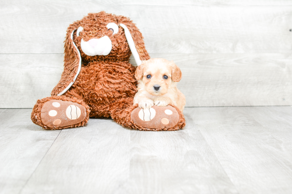 Small Cavapoo Baby