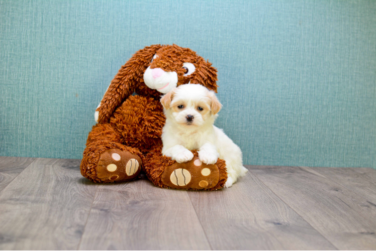 Teddy Bear Pup Being Cute