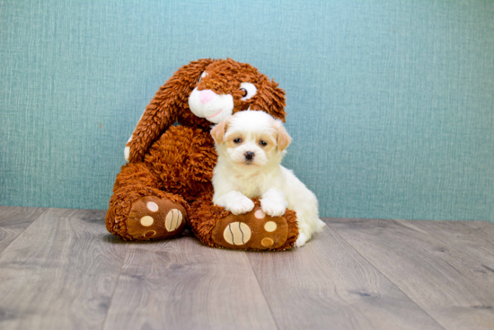 Teddy Bear Pup Being Cute