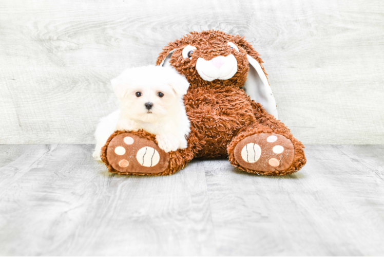 Maltese Puppy for Adoption