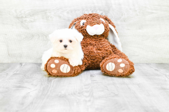 Maltese Puppy for Adoption