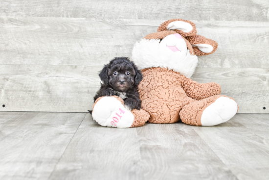 Energetic Havanese Purebred Puppy