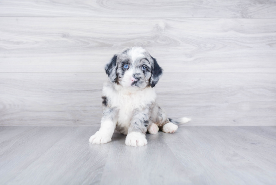 Mini Bernedoodle Pup Being Cute