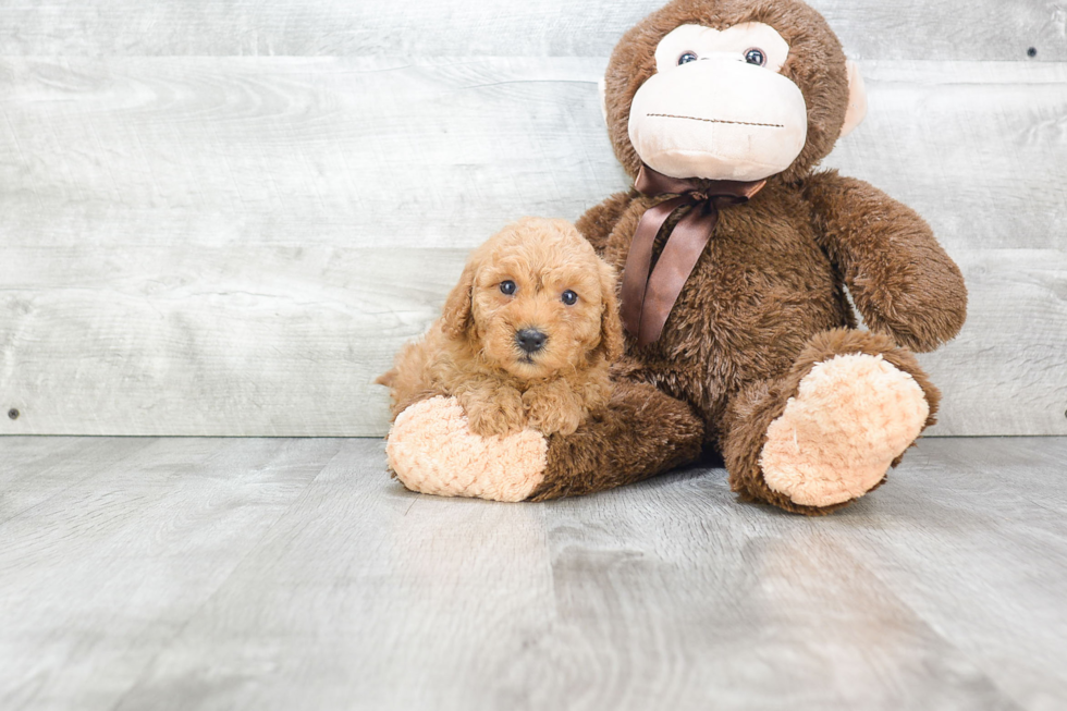 Mini Goldendoodle Pup Being Cute