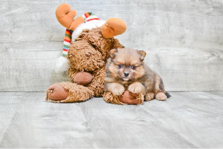 Pomeranian Pup Being Cute