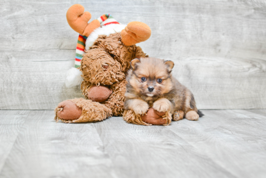 Pomeranian Pup Being Cute