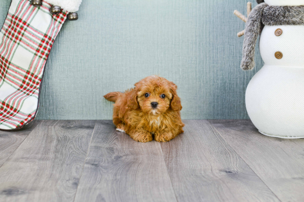 Cavapoo Puppy for Adoption