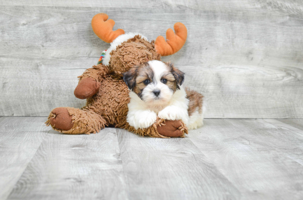 Happy Teddy Bear Baby