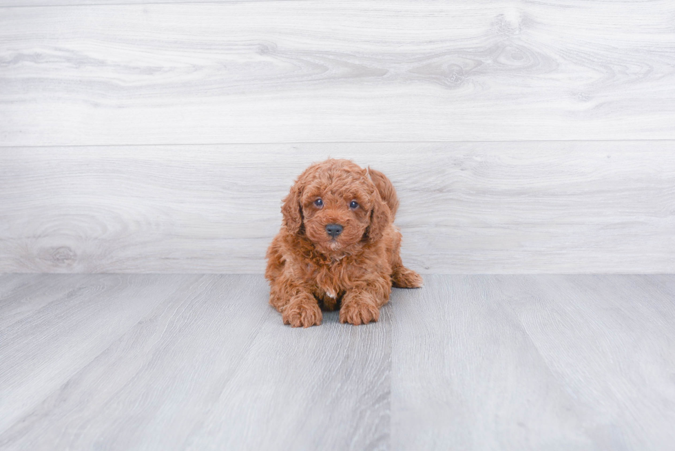 Energetic Golden Retriever Poodle Mix Puppy