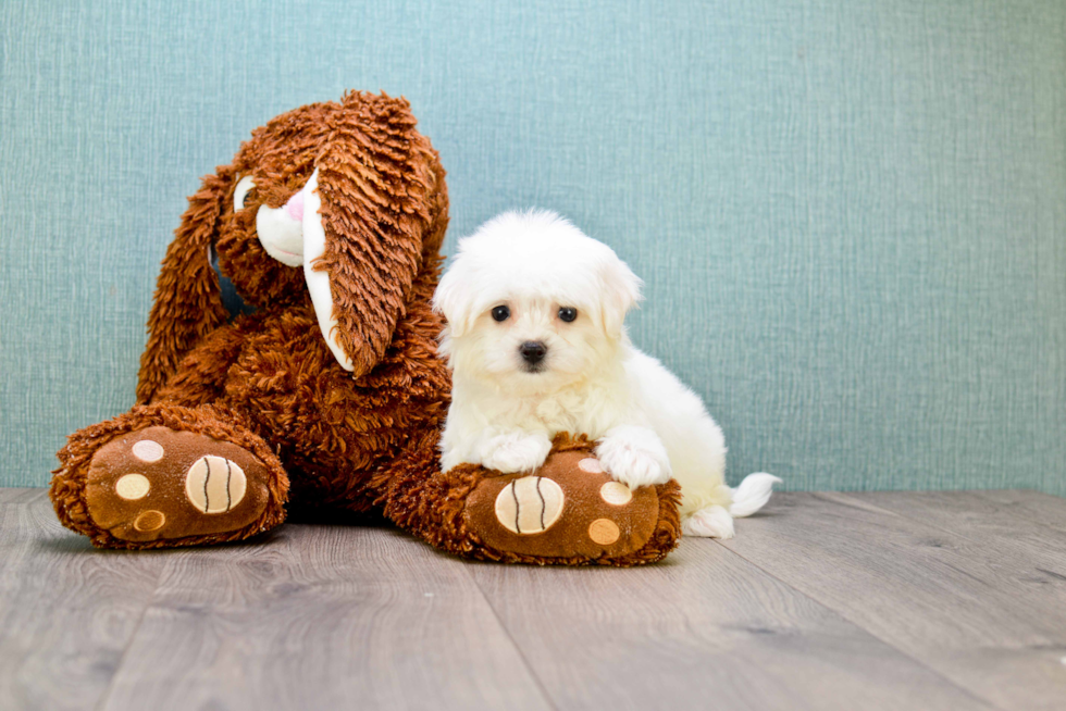 Energetic Maltepoo Poodle Mix Puppy