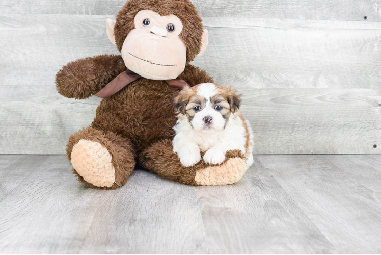 Best Teddy Bear Baby