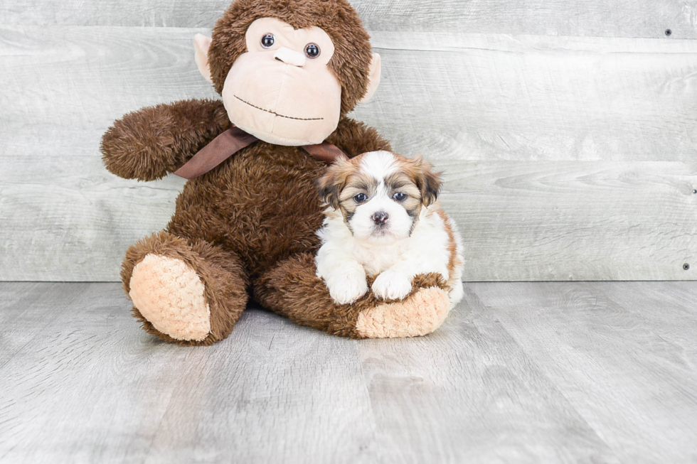 Best Teddy Bear Baby