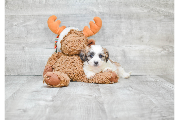 Energetic Shichon Designer Puppy