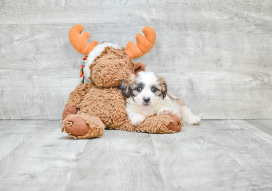 Energetic Shichon Designer Puppy