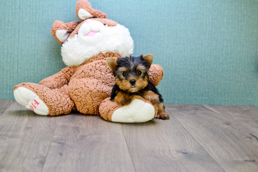 Meet Bam Bam - our Yorkshire Terrier Puppy Photo 