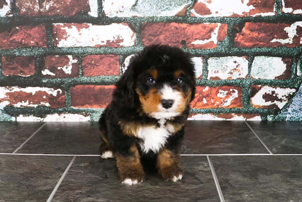 Fluffy Mini Bernedoodle Poodle Mix Pup