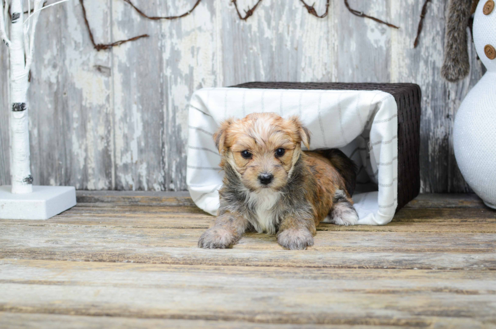 Adorable Yorkie Designer Puppy