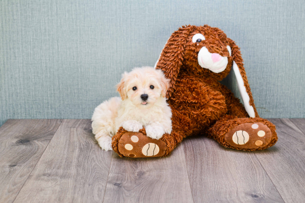 Maltipoo Puppy for Adoption